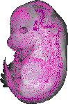 mouse atlas EMAGE spatial in situ gene expression database None
