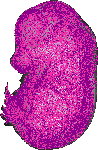 mouse atlas EMAGE spatial in situ gene expression database None