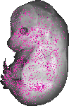 mouse atlas EMAGE spatial in situ gene expression database None