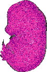 mouse atlas EMAGE spatial in situ gene expression database None