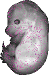 mouse atlas EMAGE spatial in situ gene expression database None