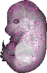 mouse atlas EMAGE spatial in situ gene expression database None