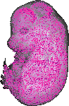 mouse atlas EMAGE spatial in situ gene expression database None