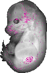 mouse atlas EMAGE spatial in situ gene expression database None