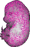 mouse atlas EMAGE spatial in situ gene expression database None