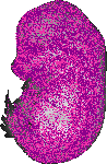 mouse atlas EMAGE spatial in situ gene expression database None