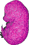 mouse atlas EMAGE spatial in situ gene expression database None