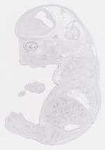 EMAGE:21450