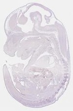 EMAGE:21450