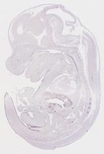 EMAGE:21450