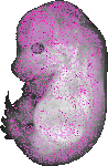 mouse atlas EMAGE spatial in situ gene expression database None