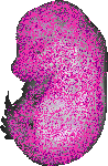 mouse atlas EMAGE spatial in situ gene expression database None