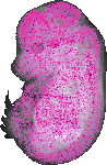 mouse atlas EMAGE spatial in situ gene expression database None