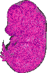 mouse atlas EMAGE spatial in situ gene expression database None
