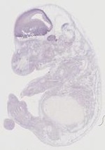 EMAGE:21602