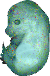 EMAGE:21606