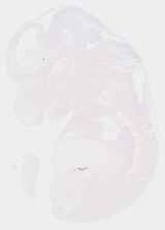 EMAGE:21608
