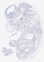 EMAGE:21639