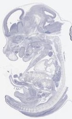 EMAGE:21639