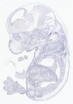 EMAGE:21641