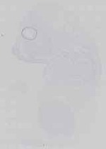 EMAGE:21649