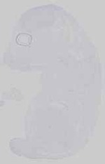 EMAGE:21652