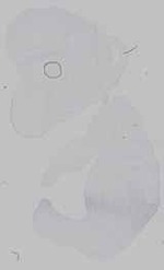 EMAGE:21653