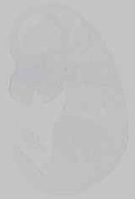 EMAGE:21655