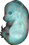 EMAGE:21665