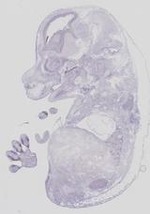 EMAGE:21673
