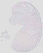 EMAGE:21678