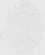 EMAGE:21687