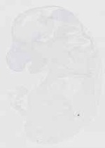 EMAGE:21687