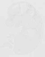 EMAGE:21687