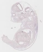 EMAGE:21693