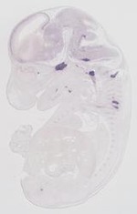 EMAGE:21694