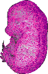 mouse atlas EMAGE spatial in situ gene expression database None