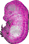 mouse atlas EMAGE spatial in situ gene expression database None