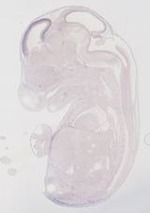 EMAGE:21716