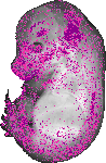 mouse atlas EMAGE spatial in situ gene expression database None