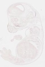 EMAGE:21728