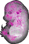 mouse atlas EMAGE spatial in situ gene expression database None