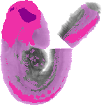 mouse atlas EMAGE spatial in situ gene expression database None