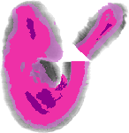 mouse atlas EMAGE spatial in situ gene expression database None