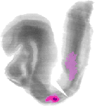 mouse atlas EMAGE spatial in situ gene expression database None