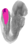mouse atlas EMAGE spatial in situ gene expression database None