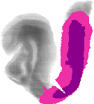 mouse atlas EMAGE spatial in situ gene expression database None