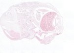 EMAGE:22011