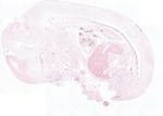EMAGE:22011