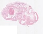 EMAGE:22012